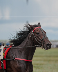 vertical-horse-1