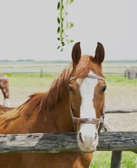 vertical-horse1